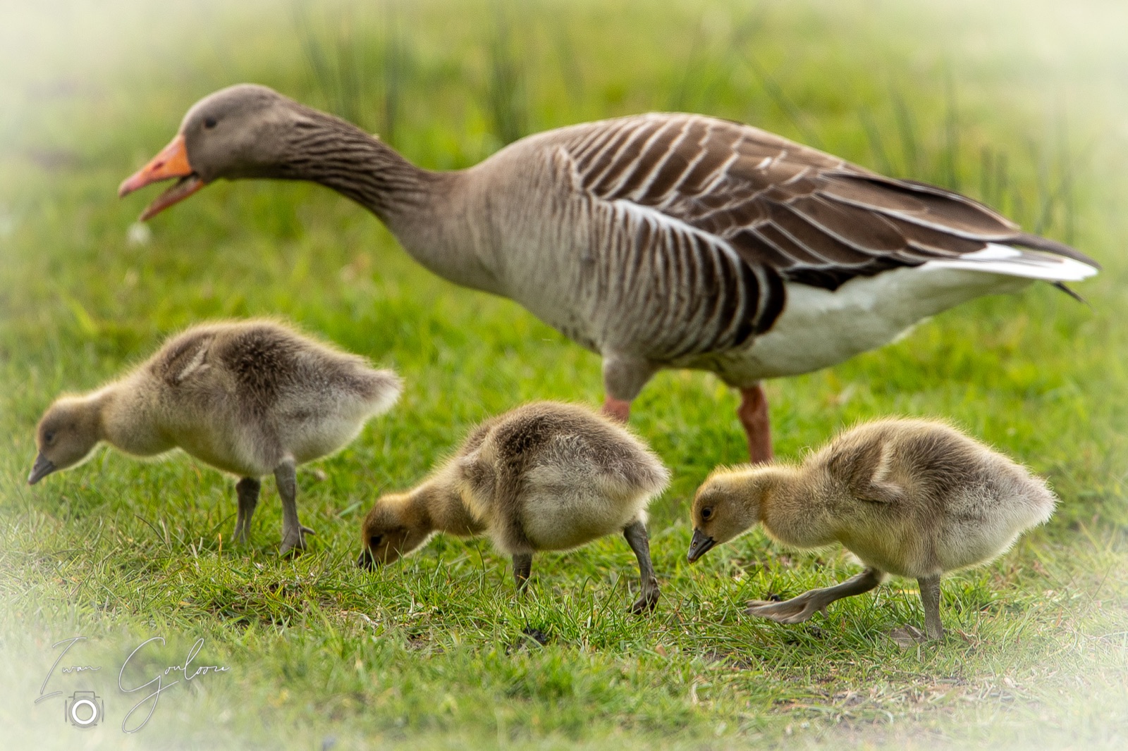 Grauwe Gans